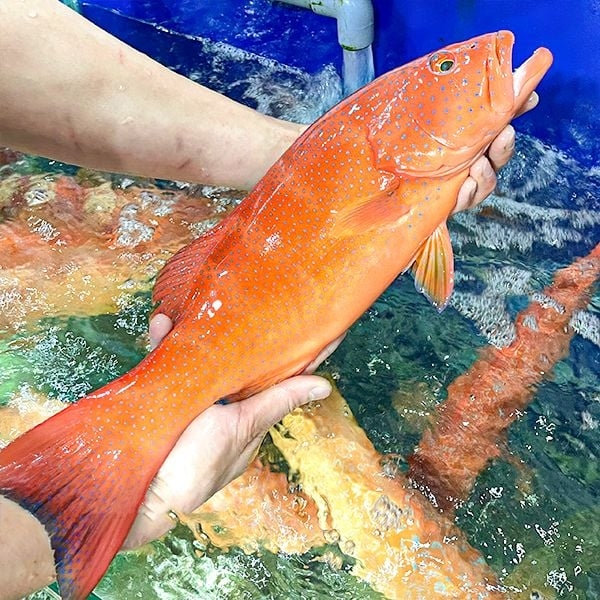 Cá mú đỏ 1-2kg/con