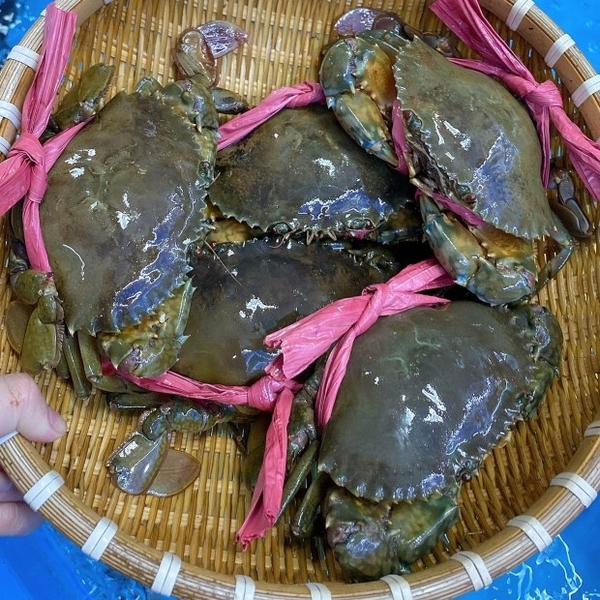 Cua gạch có dây 600-800g/con
