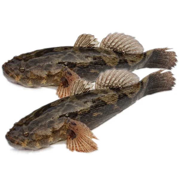 Cá bống tượng 700g up