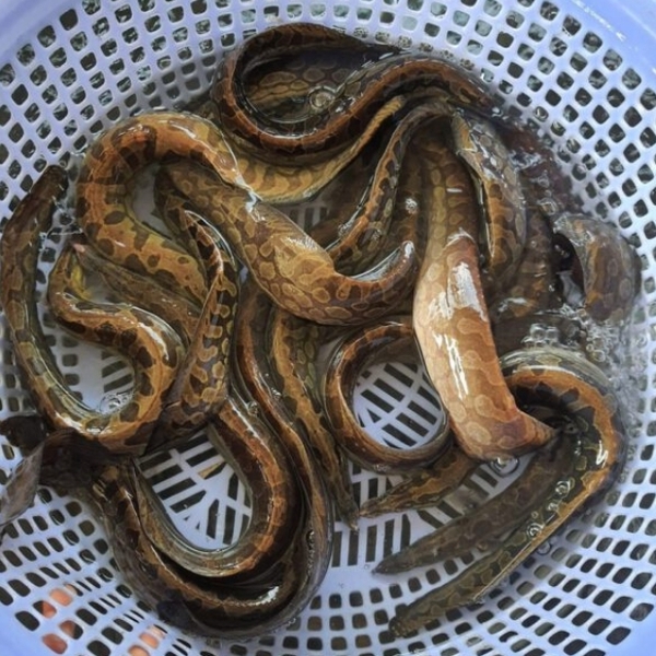 Cá chạch lấu