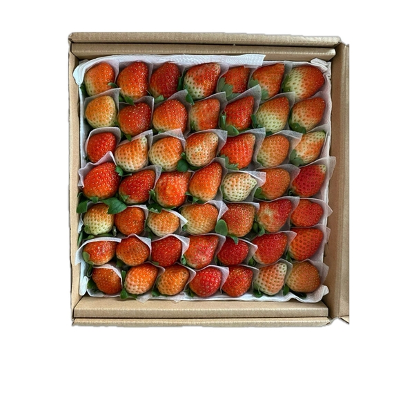 Dâu Tây Đà Lạt 500g (49 Trái/ Hộp)