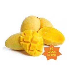 Xoài Cát Chu Vàng Miền Tây Ủ Sẵn