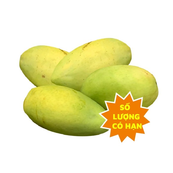 Xoài Cát Hoà Lộc Ngả Vàng Miền Tây