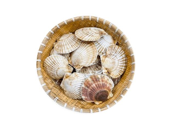 Sò điệp Nhật sống