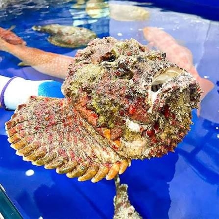 Cá mặt quỷ 1-1,5kg/con