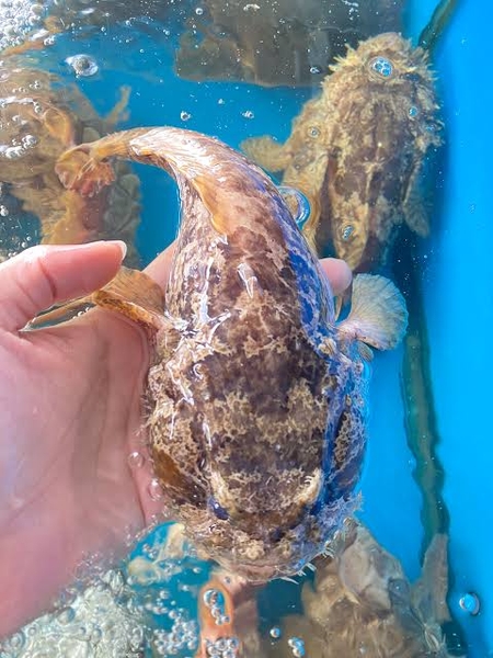 Cá mao ếch 3-5 con/kg