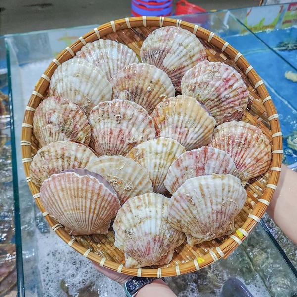 Sò điệp Nhật sống