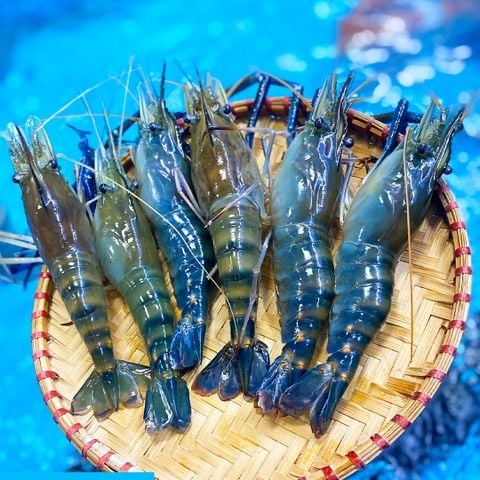 Tôm càng xanh 5-6 con/kg