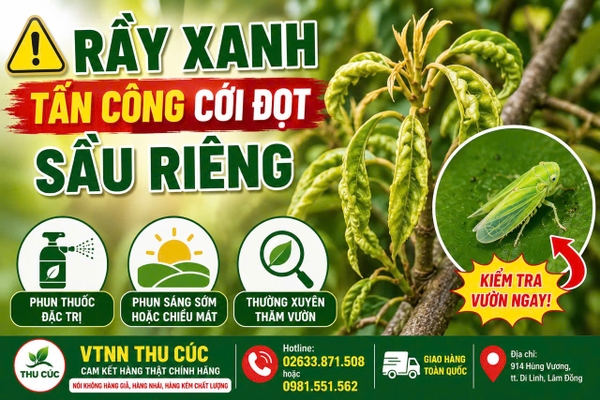 ⚠️ RẦY XANH TẤN CÔNG CƠI ĐỌT SẦU RIÊNG – NHÀ VƯỜN CẦN KIỂM TRA NGAY! 🌱🪲
