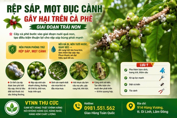 ☕ RỆP SÁP, MỌT ĐỤC CÀNH HẠI CÀ PHÊ GIAI ĐOẠN TRÁI NON 🌿🪲
