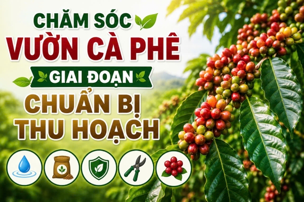 ☕ CHĂM SÓC VƯỜN CÀ PHÊ GIAI ĐOẠN CHUẨN BỊ THU HOẠCH 🌿