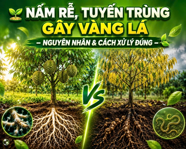 🌱 NẤM RỄ, TUYẾN TRÙNG GÂY VÀNG LÁ – NGUYÊN NHÂN & CÁCH XỬ LÝ ĐÚNG 🍃