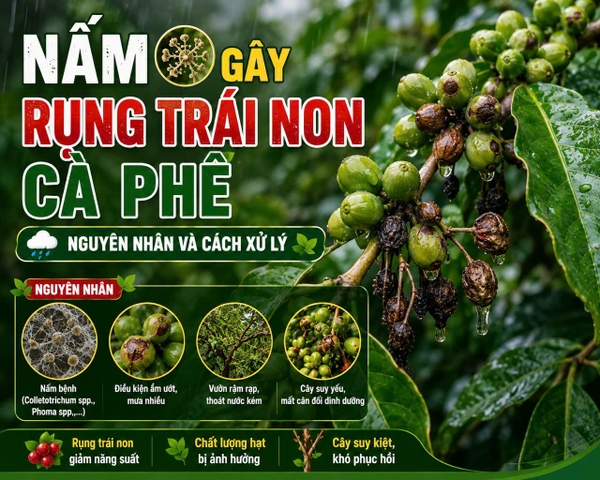 ☕ NẤM GÂY RỤNG TRÁI NON CÀ PHÊ – NGUYÊN NHÂN VÀ CÁCH XỬ LÝ 🌧️🌿