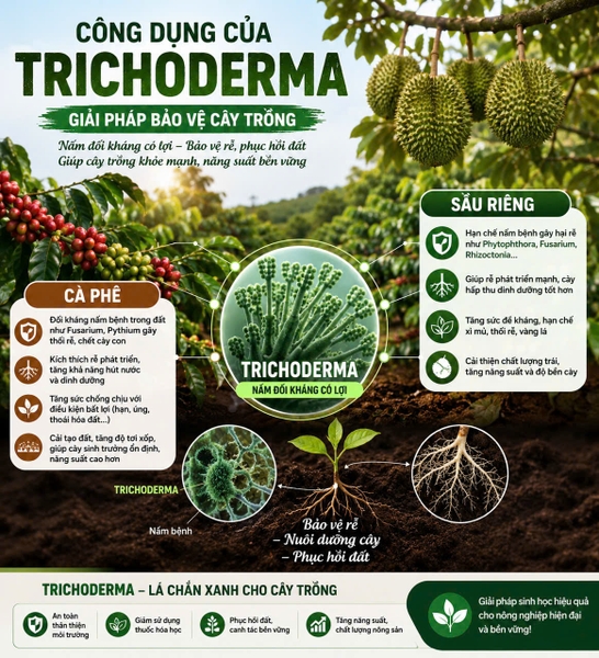🌱 CÔNG DỤNG CỦA TRICHODERMA | GIẢI PHÁP SINH HỌC BẢO VỆ CÂY TRỒNG 🌿