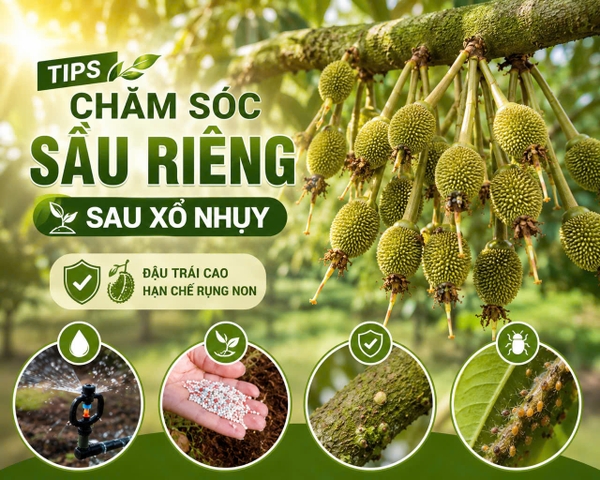 🌱 Tips Chăm Sóc Sầu Riêng Sau Xổ Nhụy Giúp Đậu Trái Cao, Hạn Chế Rụng Non