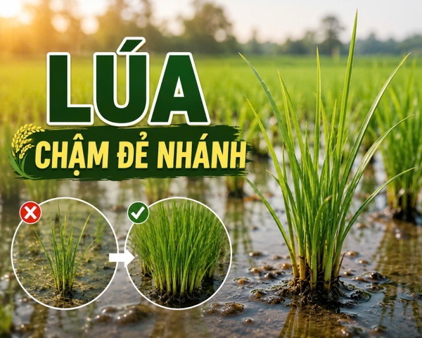 🌾 LÚA CHẬM ĐẺ NHÁNH – NGUYÊN NHÂN VÀ CÁCH KHẮC PHỤC HIỆU QUẢ