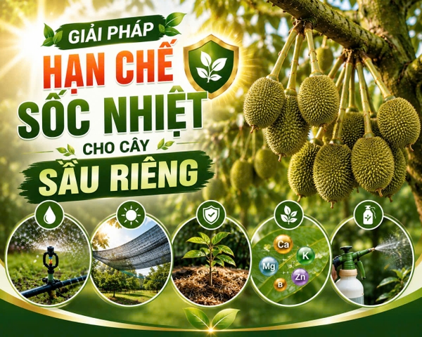 🌿 GIẢI PHÁP HẠN CHẾ SỐC NHIỆT CHO CÂY SẦU RIÊNG 🌿