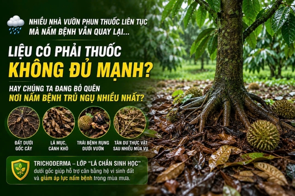 🌱 NẤM BỆNH CỨ QUAY LẠI – CÓ THỂ BÀ CON ĐANG BỎ QUÊN “Ổ NẤM” DƯỚI GỐC!