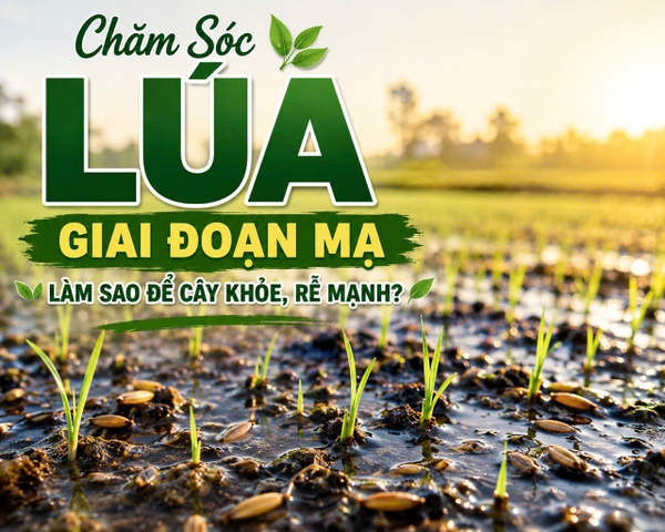 🌱 Chăm Sóc Lúa Giai Đoạn Mạ – Làm Sao Để Cây Khỏe, Rễ Mạnh?