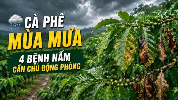 🌧️ MÙA MƯA ĐẾN – BÀ CON NHỚ KIỂM TRA VƯỜN CÀ PHÊ NGAY! ☕🌿