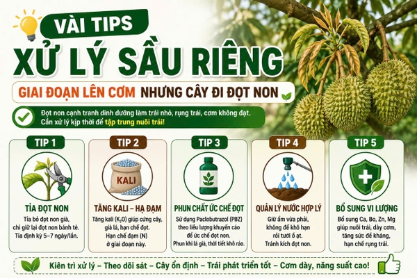 🍈 VÀI TIPS XỬ LÝ SẦU RIÊNG GIAI ĐOẠN LÊN CƠM NHƯNG CÂY ĐI ĐỌT NON 🌱