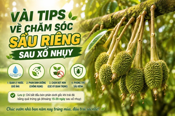🍈 VÀI TIPS CHĂM SÓC SẦU RIÊNG SAU XỔ NHỤY – GIÚP GIỮ TRÁI, NUÔI TRÁI ĐỀU 🌱