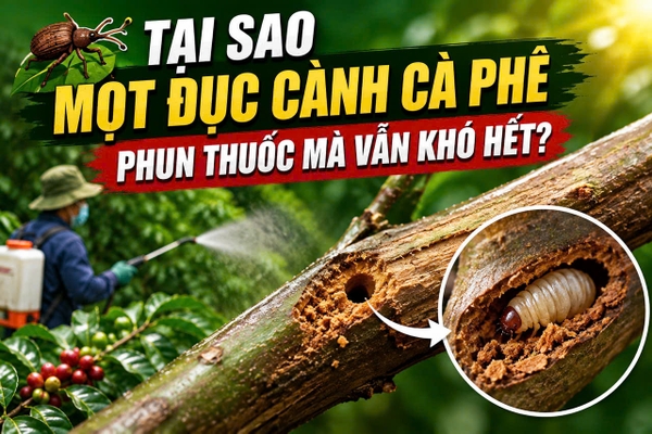 🪲 TẠI SAO MỌT ĐỤC CÀNH CÀ PHÊ PHUN THUỐC MÀ VẪN KHÓ HẾT?