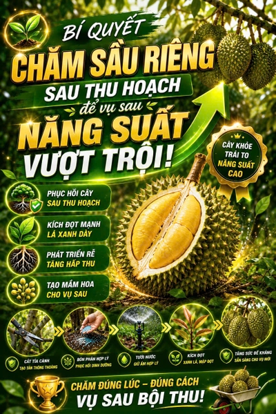 🌱 BÍ QUYẾT CHĂM SẦU RIÊNG SAU THU HOẠCH ĐỂ VỤ SAU NĂNG SUẤT VƯỢT TRỘI 🍈