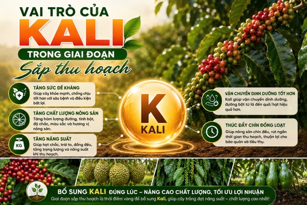 🌱 VAI TRÒ CỦA KALI (K) TRONG GIAI ĐOẠN SẮP THU HOẠCH CÂY TRỒNG 🍈🌾