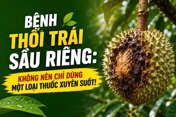 🍈 BỆNH THỐI TRÁI SẦU RIÊNG: KHÔNG NÊN CHỈ DÙNG MỘT LOẠI THUỐC XUYÊN SUỐT!