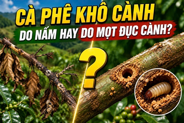 ☕ CÀ PHÊ KHÔ CÀNH – DO NẤM HAY DO MỌT ĐỤC CÀNH?