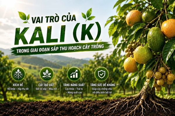 Vai Trò Của Kali (K) Trong Giai Đoạn Sắp Thu Hoạch Cây Trồng