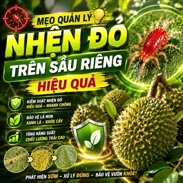 🕷️ MẸO QUẢN LÝ NHỆN ĐỎ TRÊN SẦU RIÊNG HIỆU QUẢ 🌱