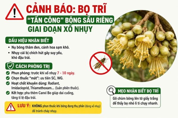 🚫 BỌ TRĨ HẠI BÔNG SẦU RIÊNG GIAI ĐOẠN XỔ NHỤY – NHÀ VƯỜN CẦN LƯU Ý! 🌸🪲