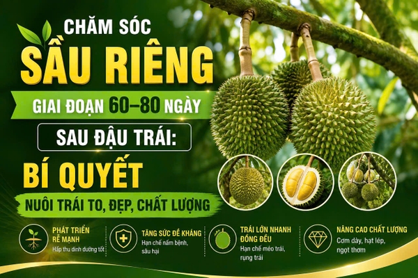 🌱 CHĂM SÓC SẦU RIÊNG GIAI ĐOẠN 60–80 NGÀY SAU ĐẬU TRÁI: BÍ QUYẾT NUÔI TRÁI TO, ĐẸP, CHẤT LƯỢNG