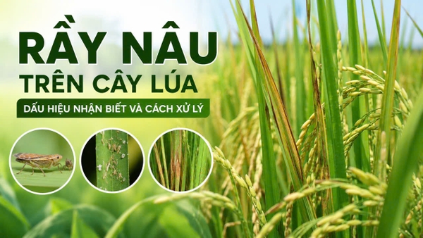 🌾 RẦY NÂU TRÊN CÂY LÚA – DẤU HIỆU NHẬN BIẾT VÀ CÁCH XỬ LÝ
