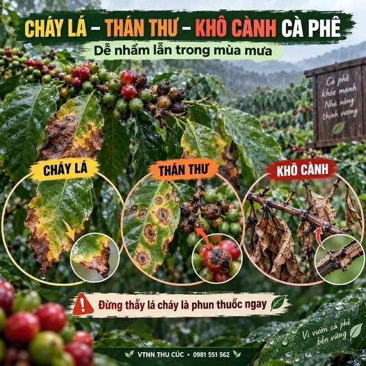 ☕ CHÁY LÁ – THÁN THƯ – KHÔ CÀNH CÀ PHÊ: BÀ CON CÓ ĐANG NHẦM 3 VẤN ĐỀ NÀY?