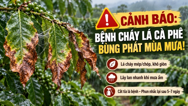 Bệnh Cháy Lá Cà Phê Mùa Mưa: Dấu Hiệu, Nguyên Nhân Và Cách Quản Lý