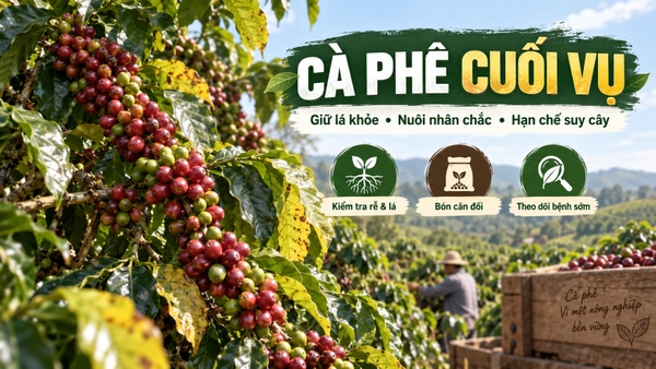 ☕ CÀ PHÊ CUỐI VỤ: GIỮ LÁ KHỎE – NUÔI NHÂN CHẮC – HẠN CHẾ SUY CÂY