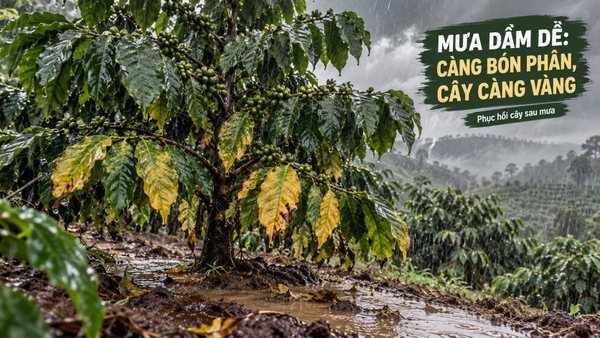 🌧️ MƯA DẦM KÉO DÀI: CÀNG BÓN PHÂN, CÂY CÀNG VÀNG – PHỤC HỒI THẾ NÀO CHO ĐÚNG?