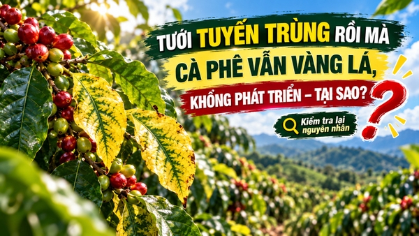 ⚠️ TƯỚI TUYẾN TRÙNG RỒI MÀ CÀ PHÊ VẪN VÀNG LÁ, KHÔNG PHÁT TRIỂN – TẠI SAO? ☕🌿