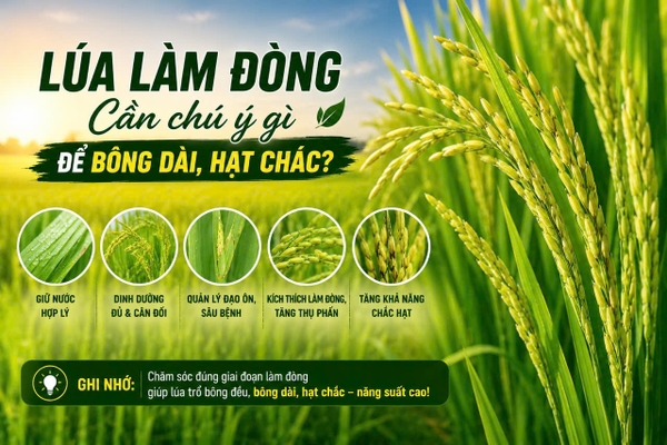 🌾 LÚA LÀM ĐÒNG CẦN CHÚ Ý GÌ ĐỂ BÔNG DÀI, HẠT CHẮC?