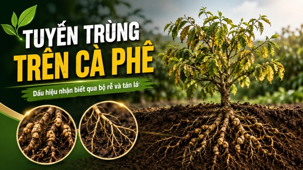 🪱 TUYẾN TRÙNG TRÊN CÀ PHÊ: DẤU HIỆU NHẬN BIẾT QUA BỘ RỄ VÀ TÁN LÁ