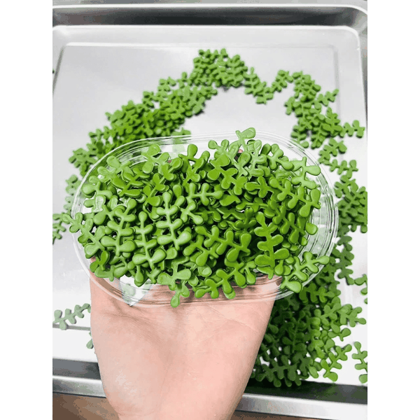 Kẹo Gum Hoa Decor Bánh (Hộp 100c)