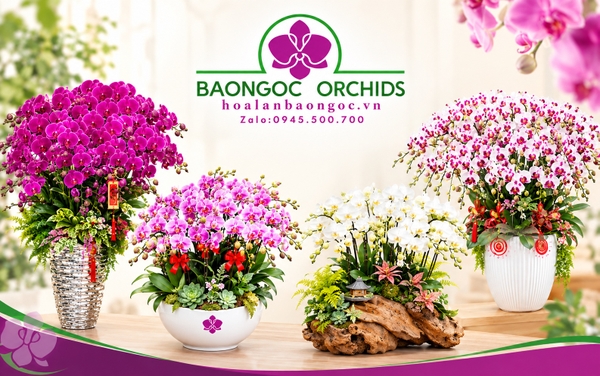 HOA LAN BẢO NGỌC