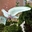 Xanh D75xH65_18W