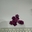 Tím 1cm
