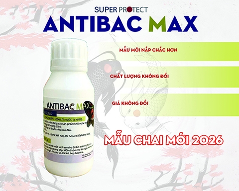 Kháng sinh cá cảnh Antibac MAX diệt khuẩn, điều trị bệnh nhiễm khuẩn, lở loét, đục mắt, thối mang cá cảnh, cá Koi