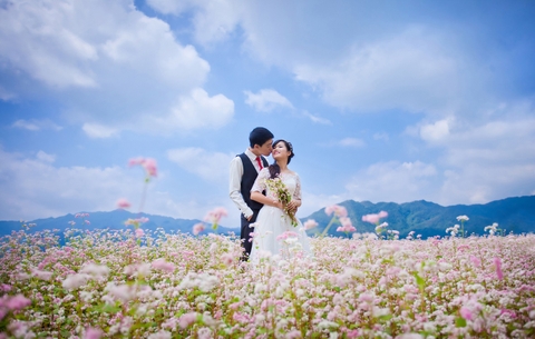 NGẮM HOA TAM GIÁC MẠCH Ở CAO BẰNG