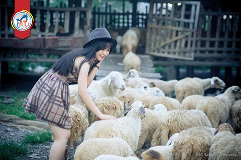 KHÁM PHÁ TRẠI CỪU YÊN THÀNH NGHỆ AN!
